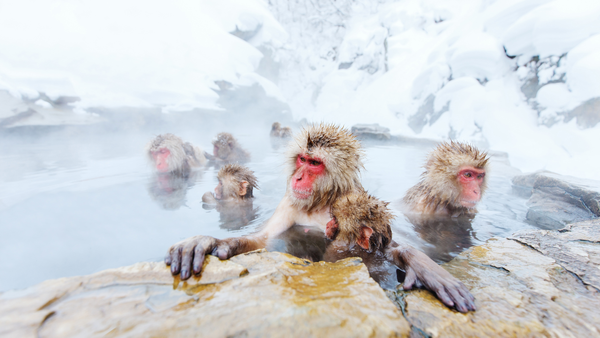 Baring it all in the onsen